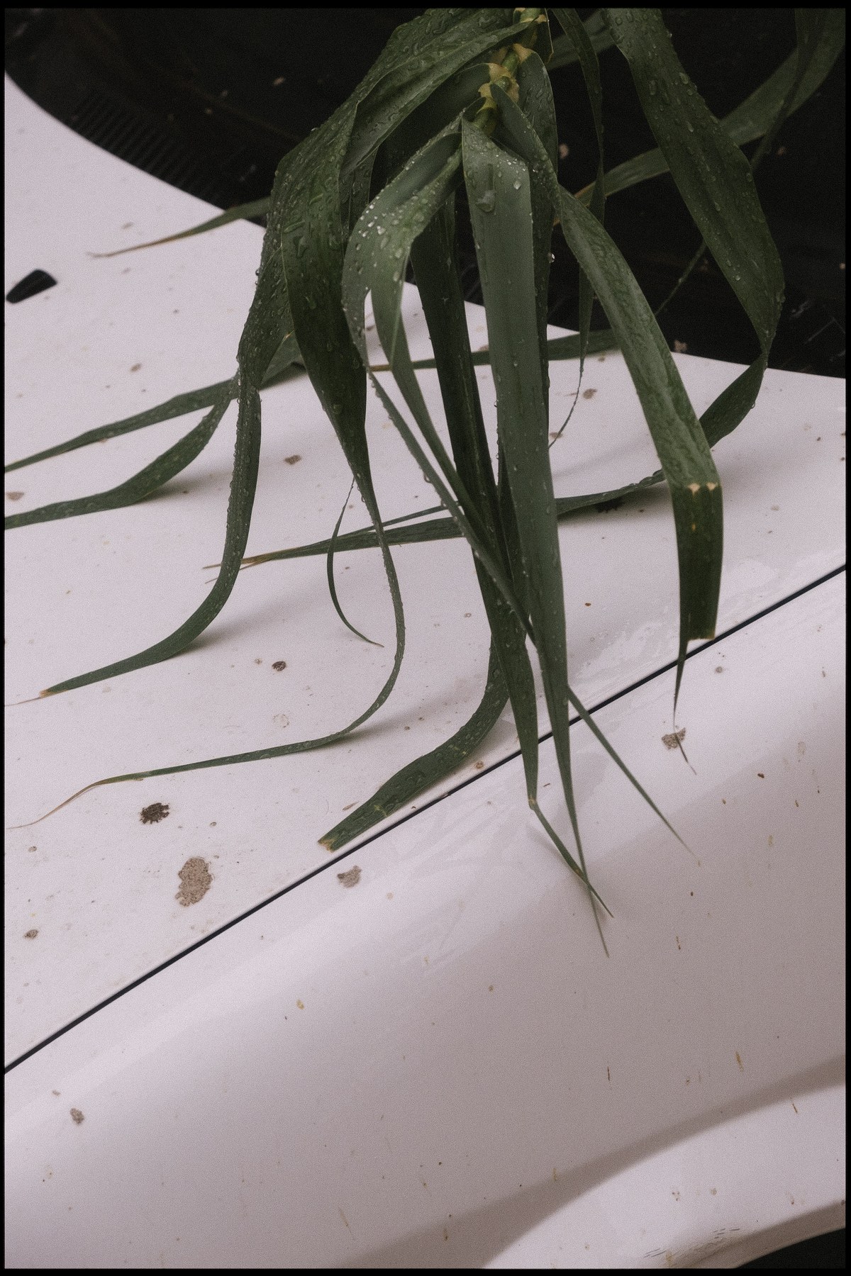 Pianta su auto — Street Photography