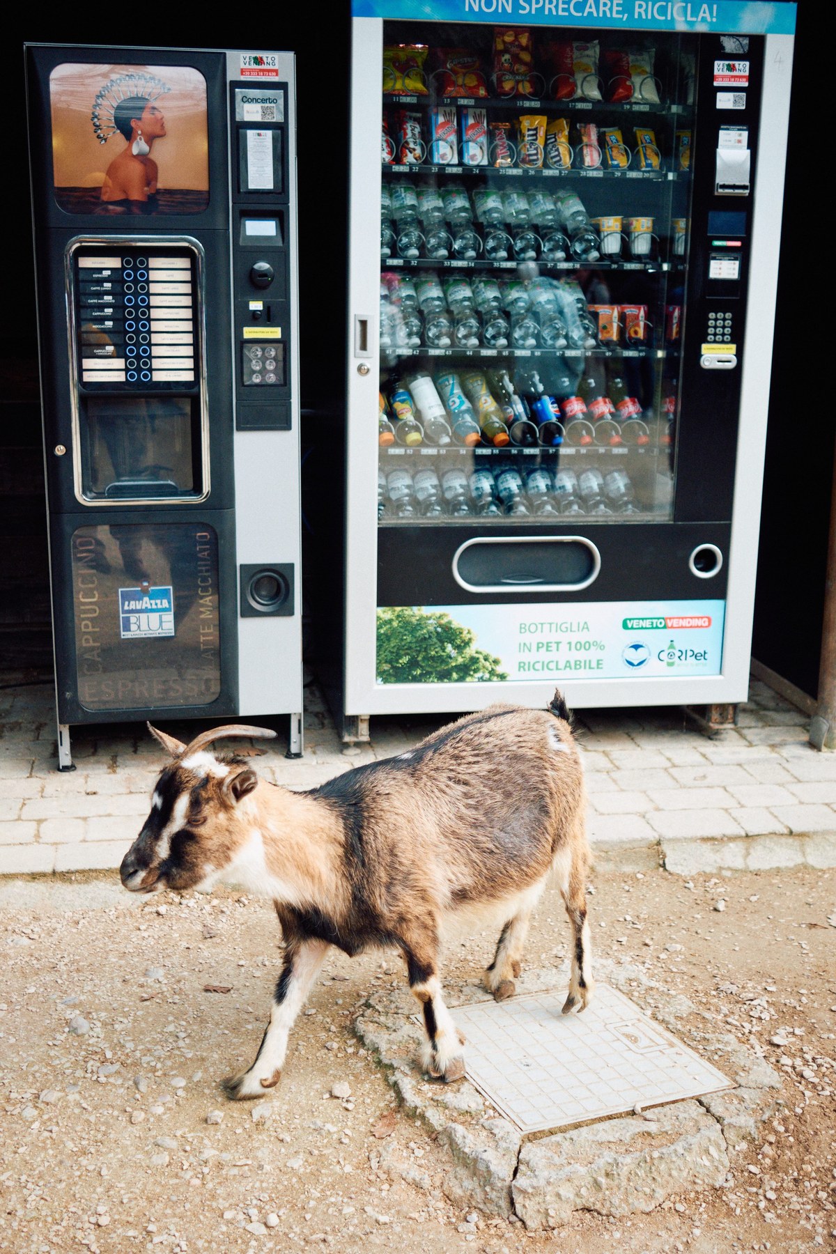 Capra e distributori — Street Photography